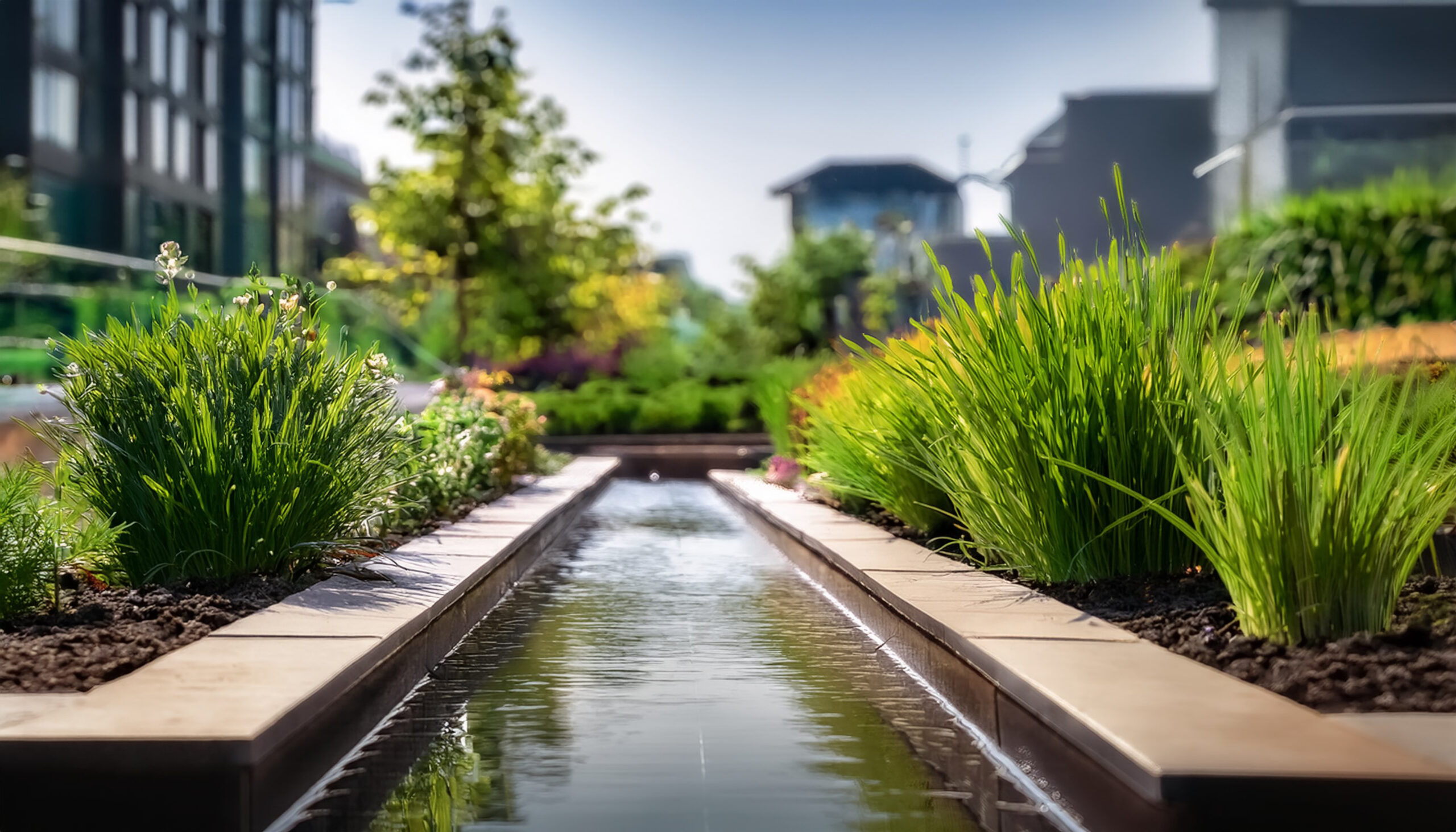 Rain garden next to businesses